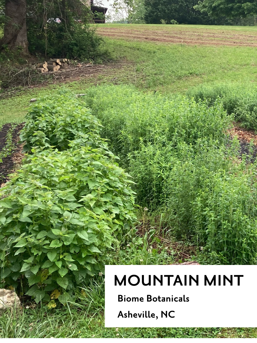 Blue Ridge Mountain Mint - Tea Box