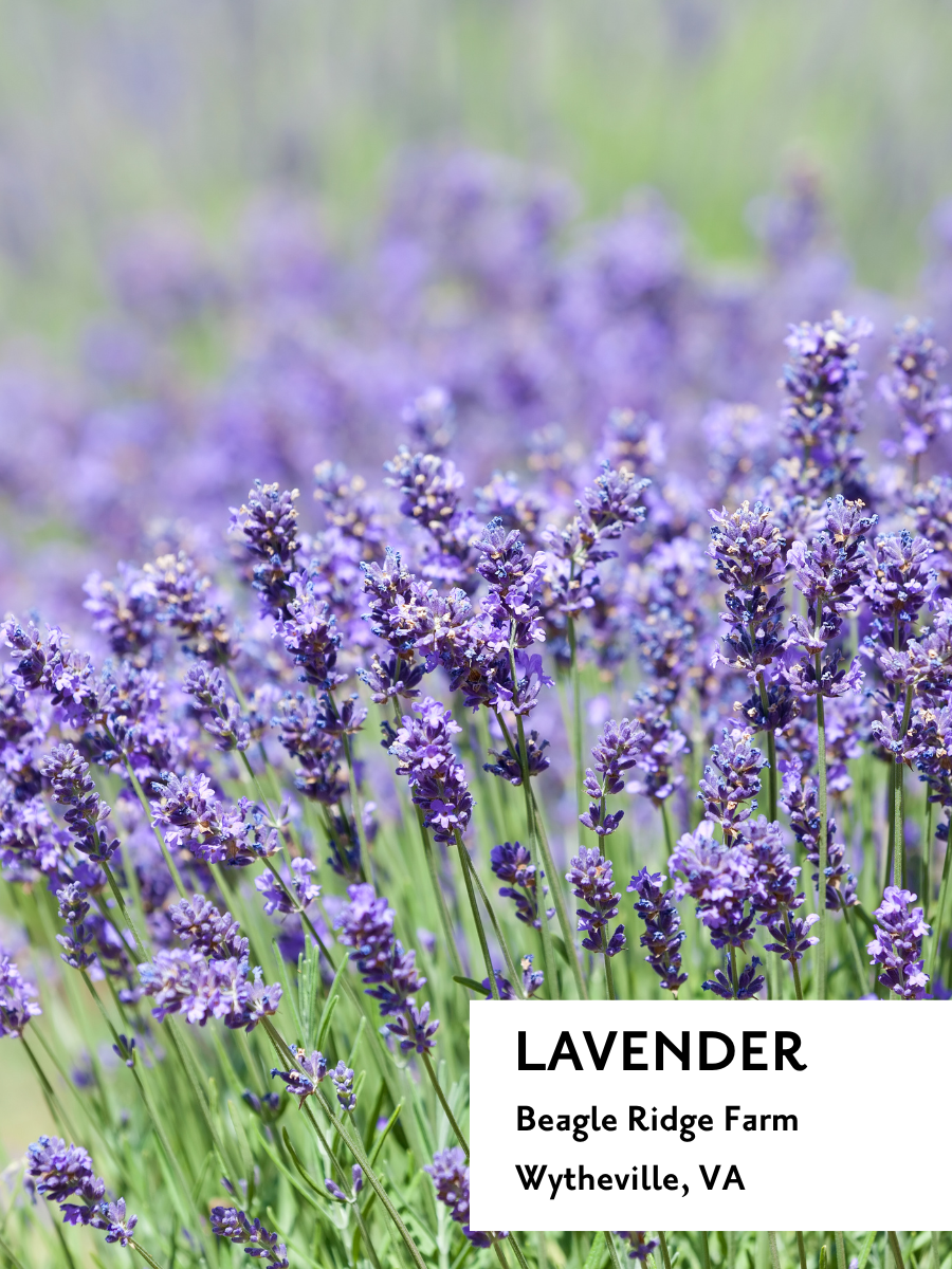 Lavender Limoncello - Tea Box
